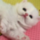 Fluffy white Minuet graduates kitten lying on its side