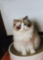 Fluffy Ragdoll cat in a Ragdoll and Minuet gallery