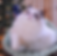 Fluffy white blue-eyed cat, one of the Ragdoll graduates.