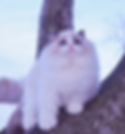 Fluffy Ragdoll graduates sitting on a tree branch outdoors.