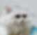 Fluffy white Minuet cat appearing as one of the Minuet graduates.