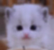 TinyPineapple Kitten