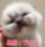 Fluffy Ragdoll kitten named Tiddy looking at the camera