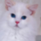 White Ragdoll graduates kitten with striking blue eyes.