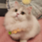 Fluffy Minuet graduates cat wearing a yellow collar