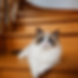 Ragdoll graduates kitten sitting on wooden stairs.
