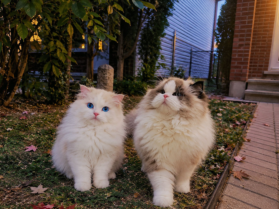 TinyPineapple Cattery Flame ragdoll and Seal ragdoll
