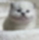 Fluffy white blue-eyed Ragdoll graduates kitten