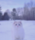 Fluffy white Ragdoll cat in a snowy landscape.