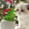 Fluffy Ragdoll graduates kitten by a Christmas tree.