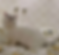 White Minuet graduate cat sitting on a bed looking up