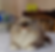 Ragdoll graduates: Fluffy blue-eyed cat resting on a table