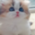 Calico Minuet kitten with big blue eyes