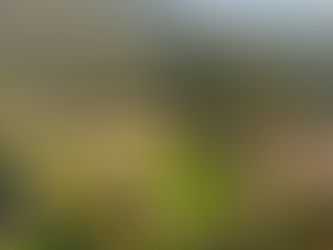 Escursioni e Trasporti Esclusivi con ELVISTOURS &VF TRANSFER