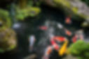 Water Features