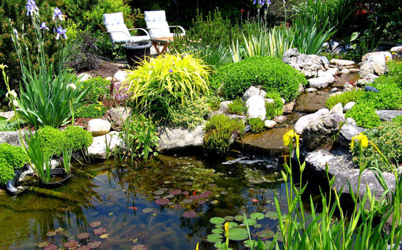 backyard-pond-beauty.jpg