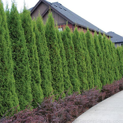Privacy Tree Installation