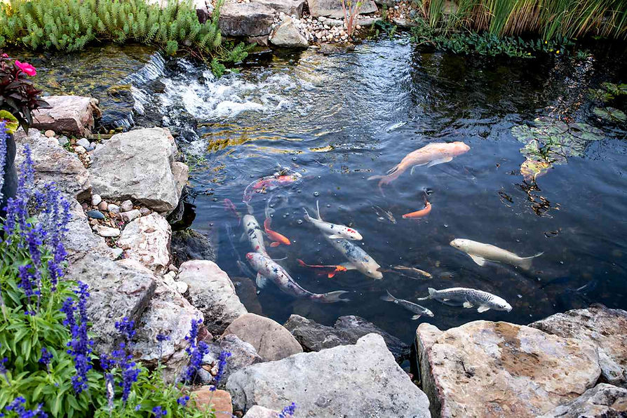 koi-pond-design-ideas-5120003-hero-f5024c7f6a7149b59a00ed22c974585a.jpg
