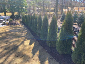 Green Shields: Discover the Best Privacy Trees for Homes in Dawsonville