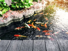 How to Spring Clean Your Koi Pond for a Healthy Start to the Season