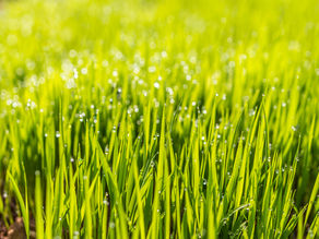 Tips to Improve Bermuda Spring Green Up - Cumming Lawn Care