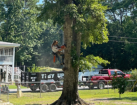 A worker on a tree preparing to cut down the tree