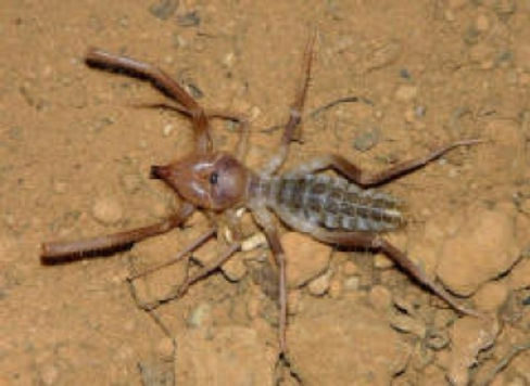 Wind Ant Insect Local Insects | Carlsbad RV Park