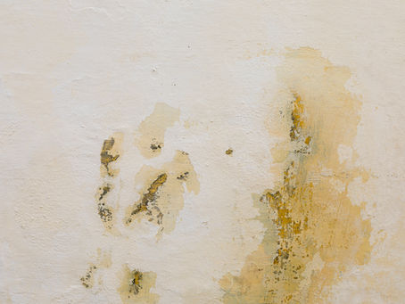 MOULD IN RENTALS: WHO’S RESPONSIBLE & WHAT LANDLORDS MUST DO