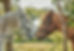 White and brown horses touching noses in a close, gentle interaction.