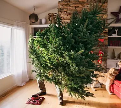setting_up_christmas_tree.webp