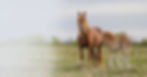 Brown mare and her foal standing together in a peaceful field.