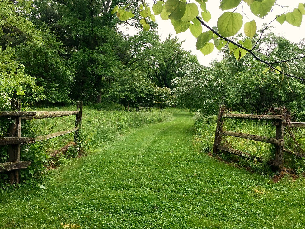 Nature_June2017_02_edited.jpg