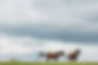 Two brown horses grazing in a field under cloudy skies.