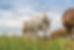 Horses grazing in a pasture, captured from a low-angle ground view.