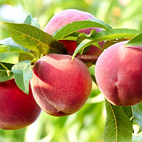 Peaches.jpeg