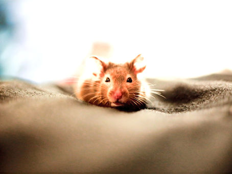 Things to know before getting a rat!