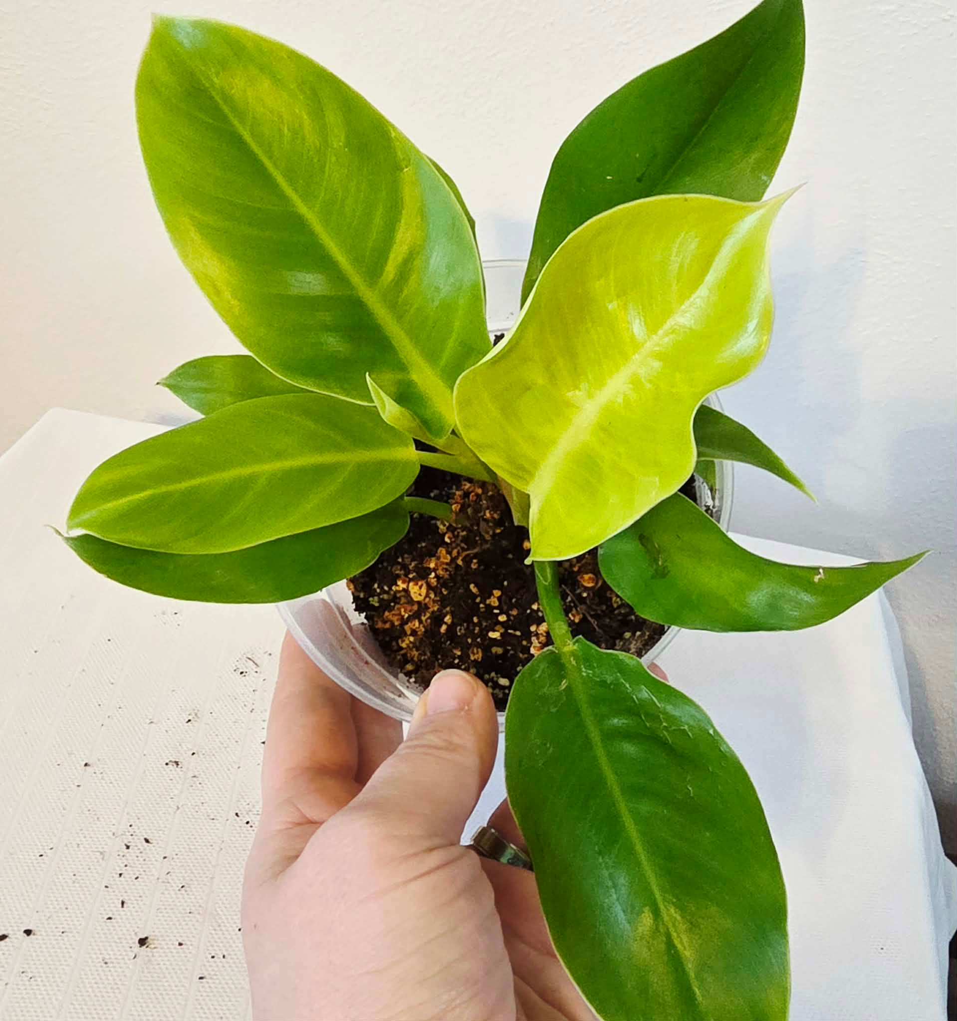 Philodendron moonlight 5"
