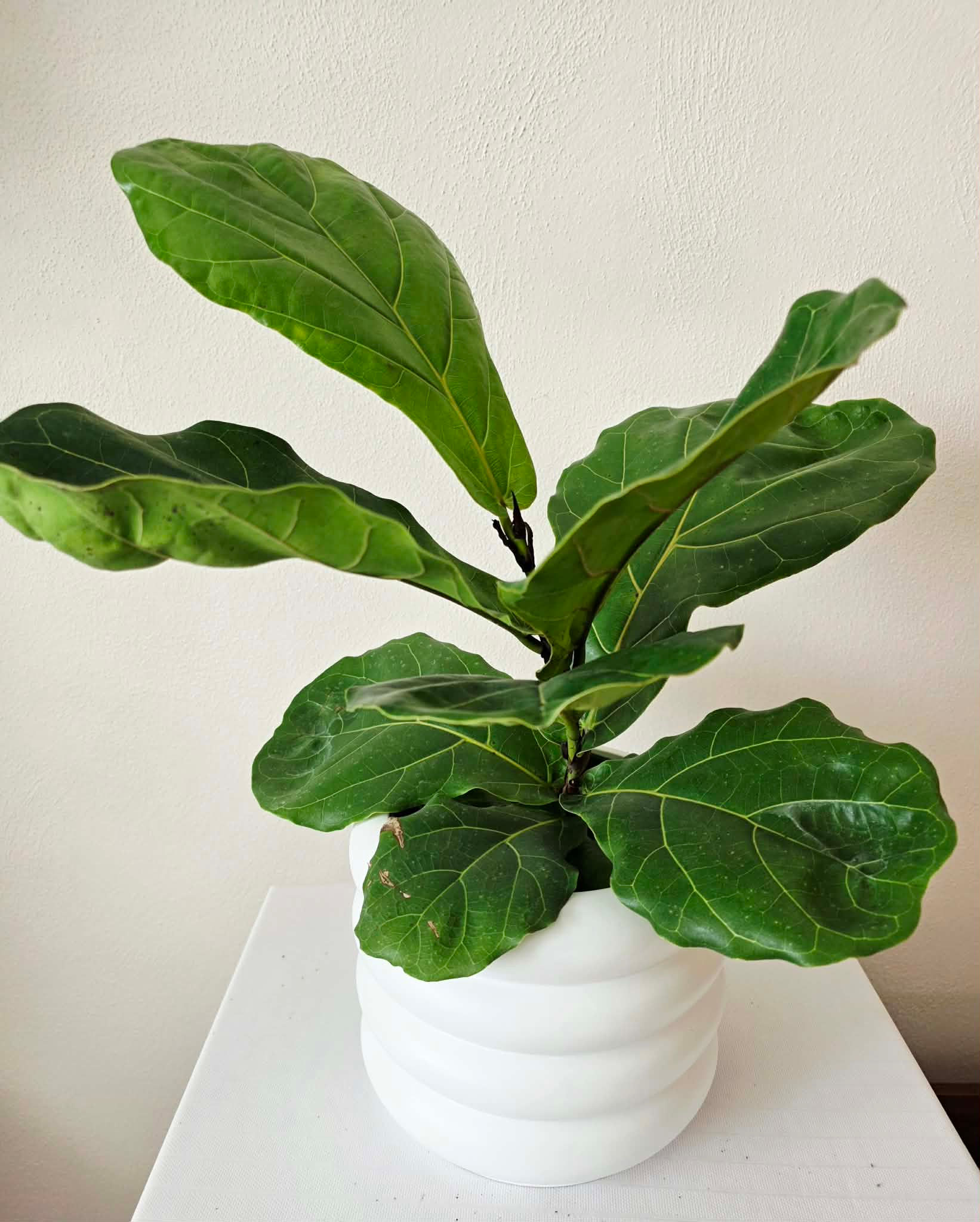 Ficus elastica Lyrata 6"