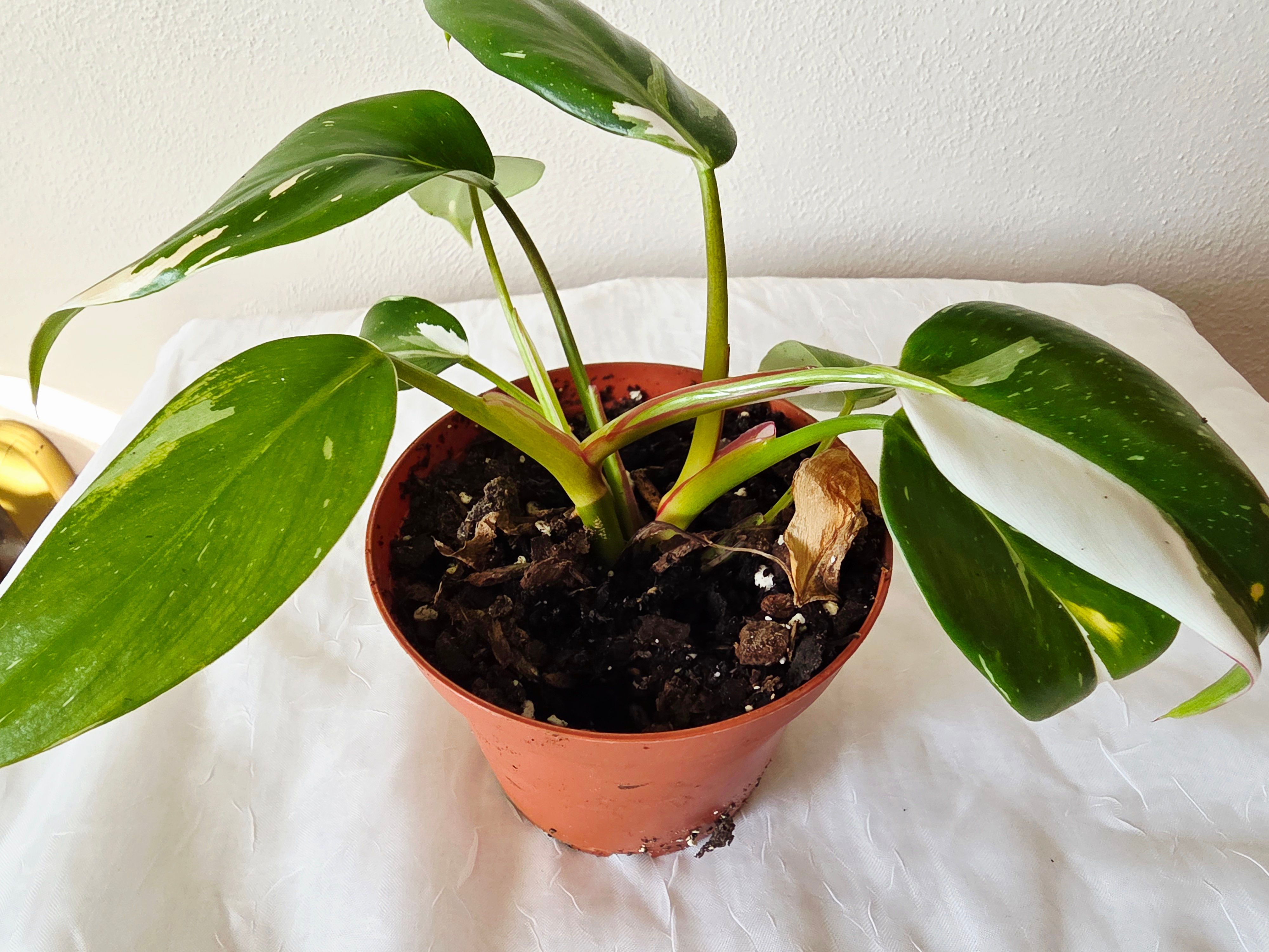 Philodendron white princess 4"