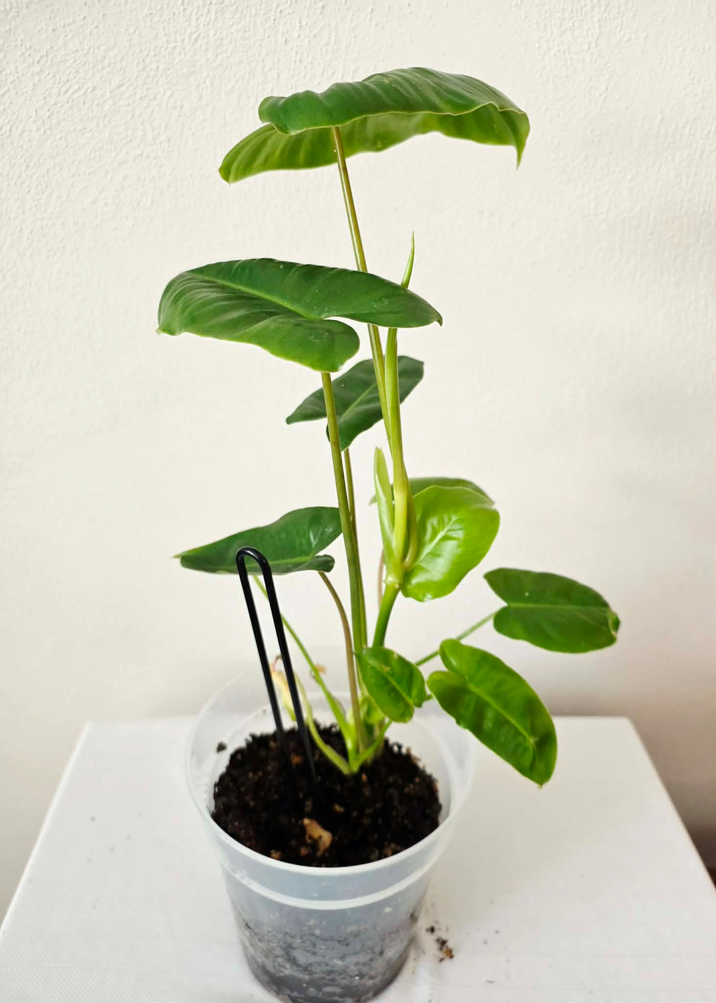 Philodendron Burle Marx 4"