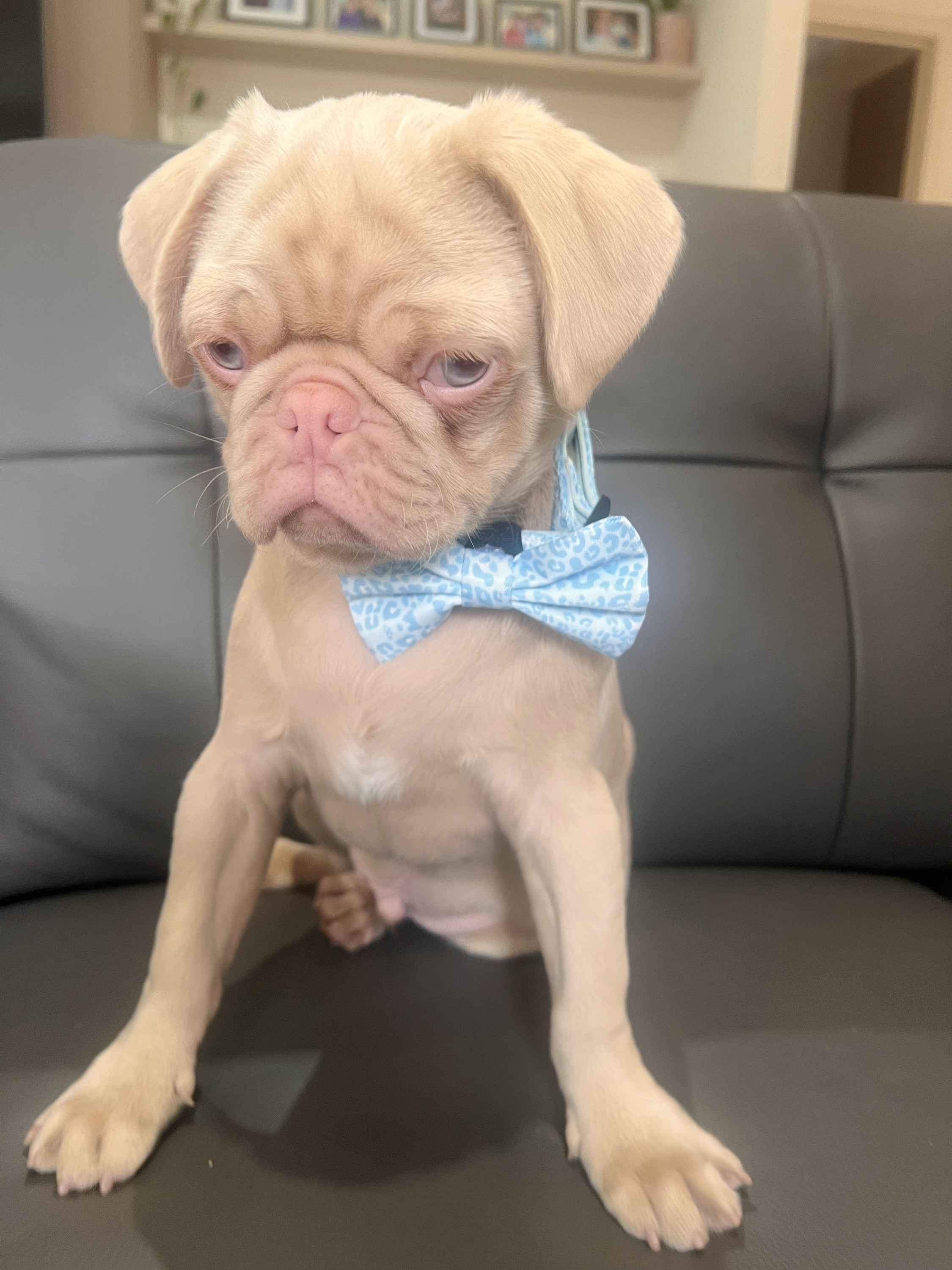 Fashionable Collar With Bow Attachment