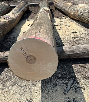 Image_20240218102430.jpg