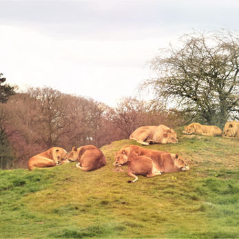 Sleeping Lions 3_edited.jpg