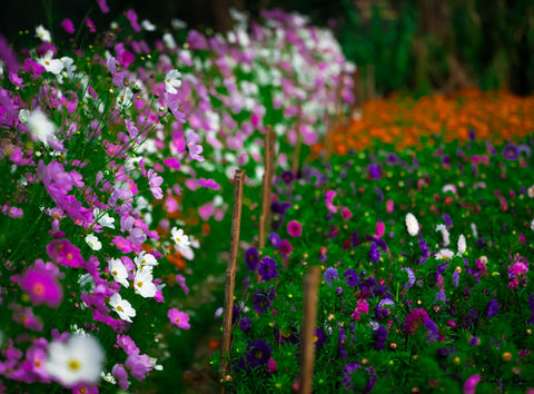 #NaturePhotography #FloralBeauty #InstaNature #GardenInBloom #FlowerPower #ColorfulWorld #VisualPoetry #NatureLovers #BotanicalBliss #SpringVibes #NatureInFullBloom #PhotographyLovers #GardenGoals #BloomingSeason #EarthyTones #NatureIsArt #NatureScenes #PureNature #GreenVibes #NaturalWonders