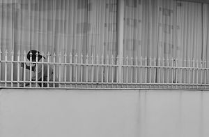 Dias de isolamento 09.jpg