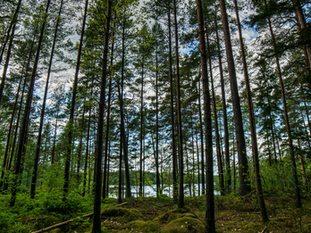 Tall trees