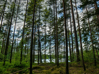 Tall trees
