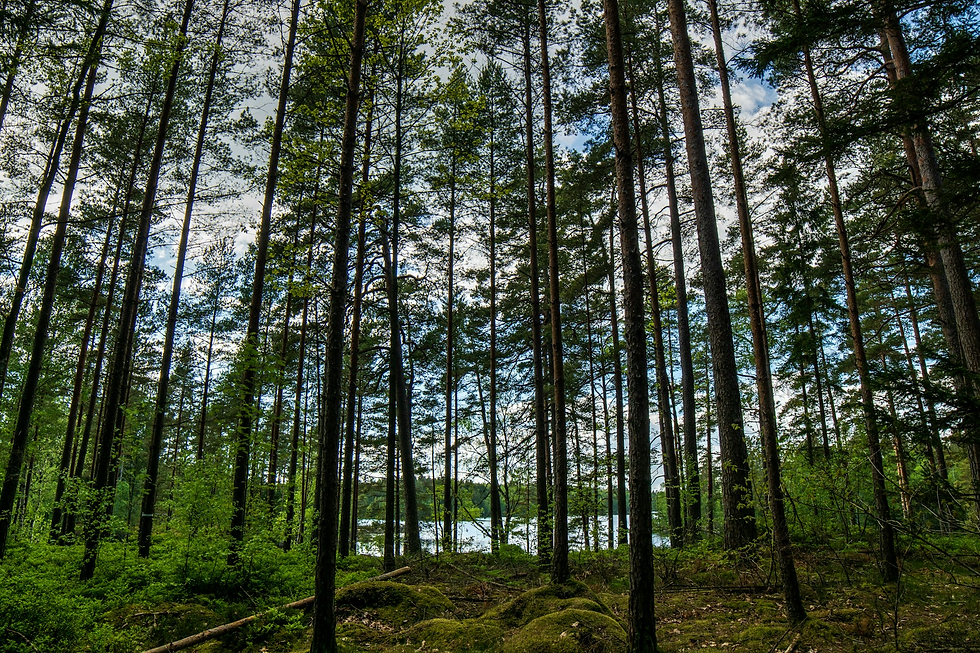 (Photo of trees in a forest by Ingemar Johnsson)