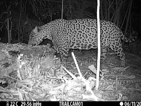 Onça-pintada é flagrada em área de restauração na Floresta Nacional do Bom Futuro, em Porto Velho
