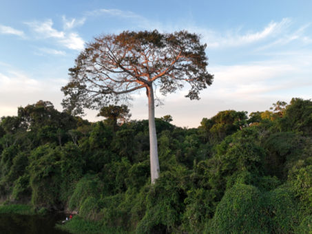 "A Ecoporé está fazendo exatamente o que precisa ser feito", afirma correspondente alemão